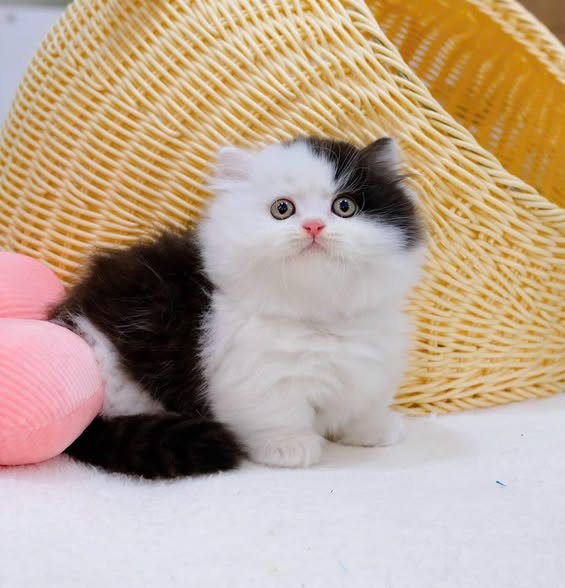 Munchkin Longhair