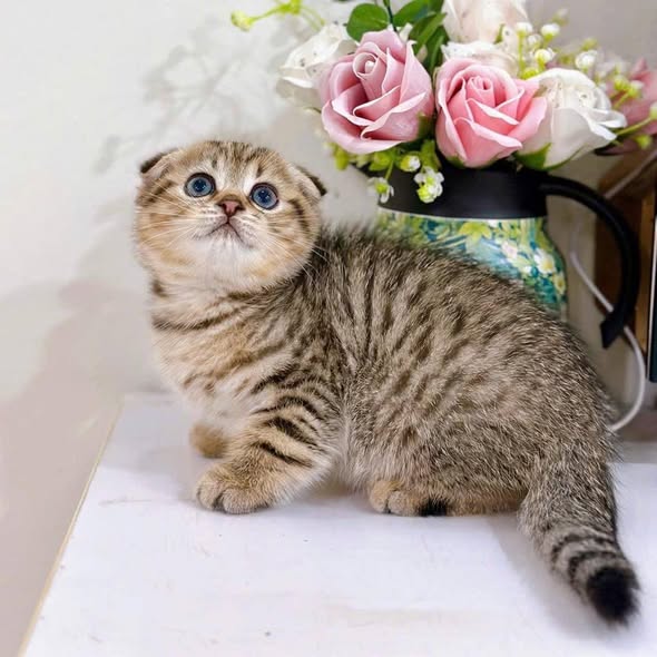 Scottish Fold