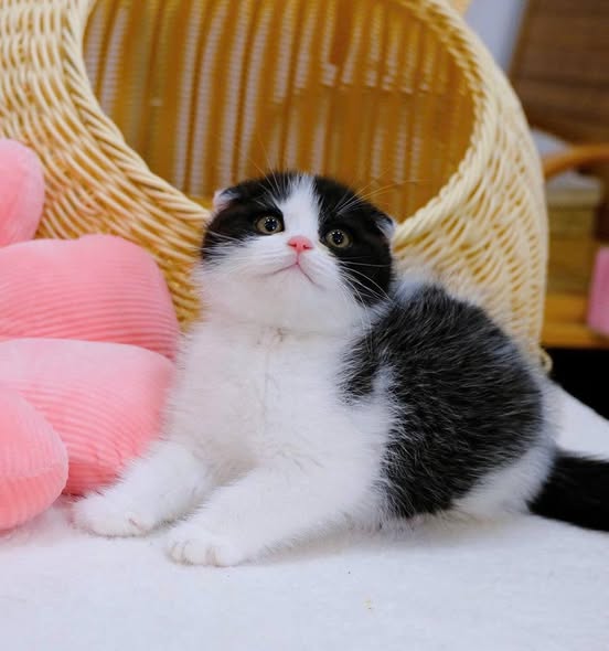 Scottish Fold