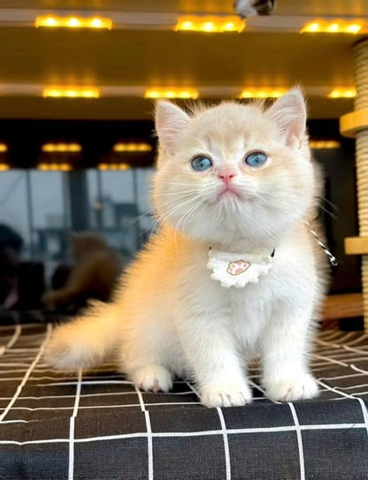 British Shorthair