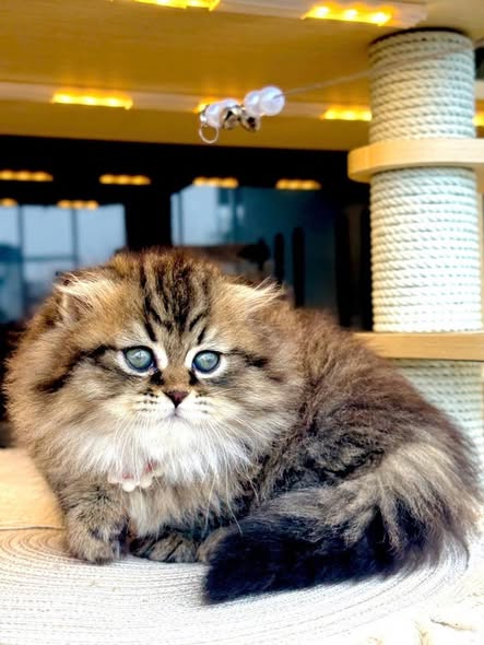 Munchkin Fold Longhair