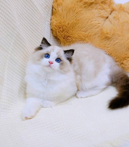 Ragdoll