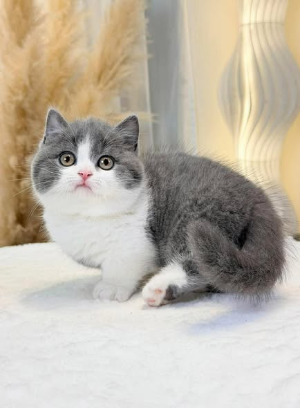 Munchkin