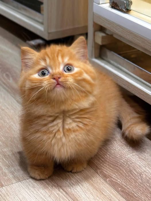 Munchkin