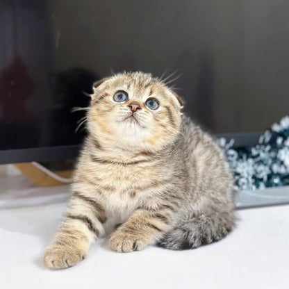 Scottish Fold