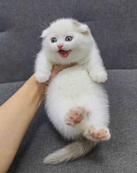Munchkin Fold