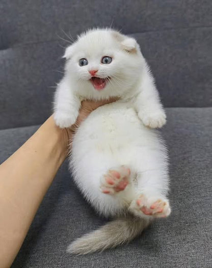Munchkin Fold