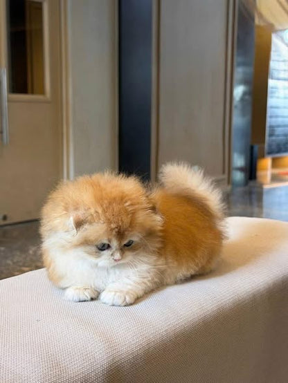 Scottish Fold Longhair