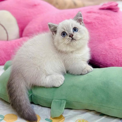Munchkin