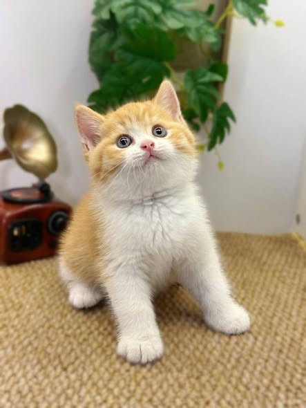 British Shorthair