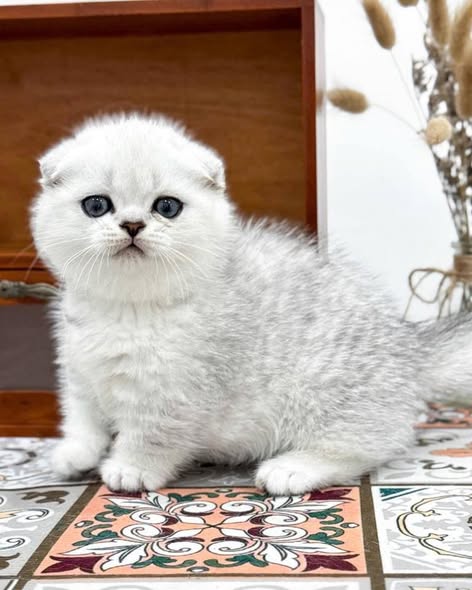 Munchkin Fold