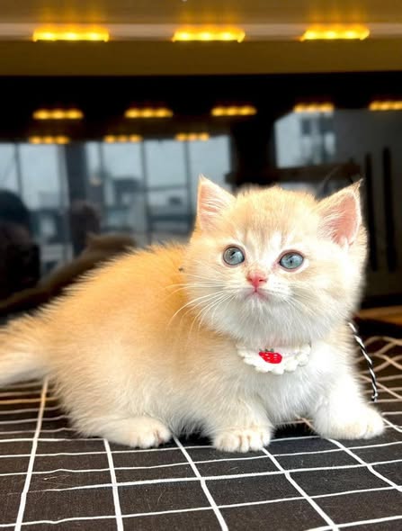 Munchkin