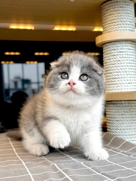 Scottish Fold