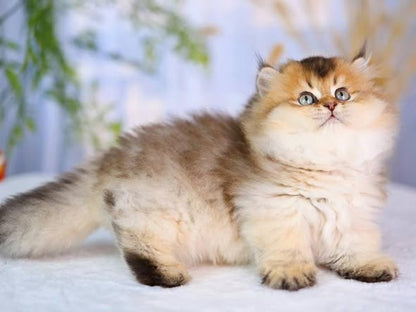 Munchkin Longhair