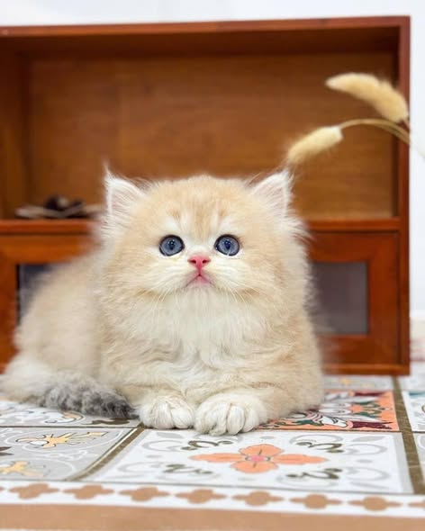 British Longhair
