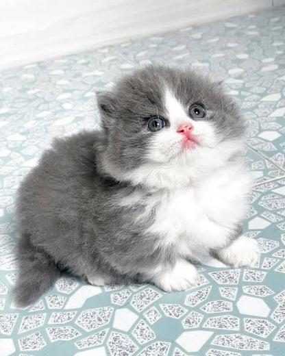 Munchkin Longhair