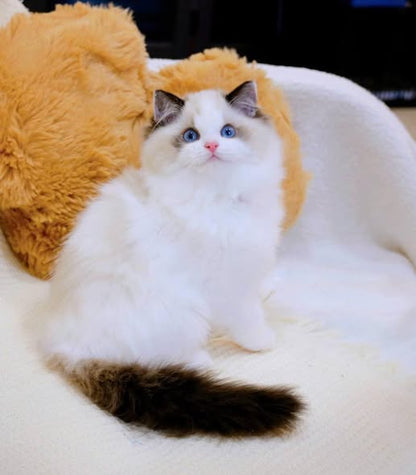 Ragdoll