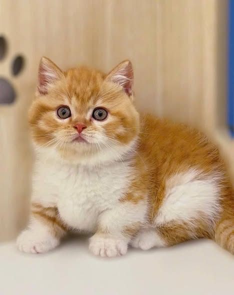 Munchkin