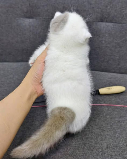 Munchkin Fold