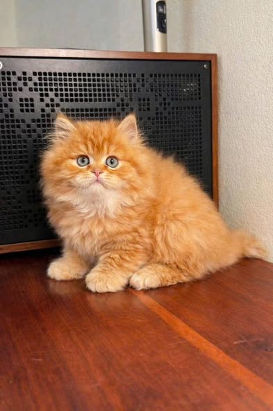 British Longhair