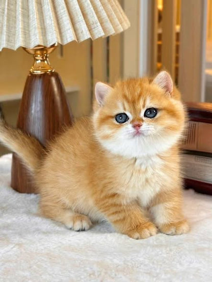 British Shorthair