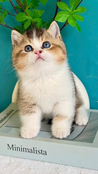 British Shorthair