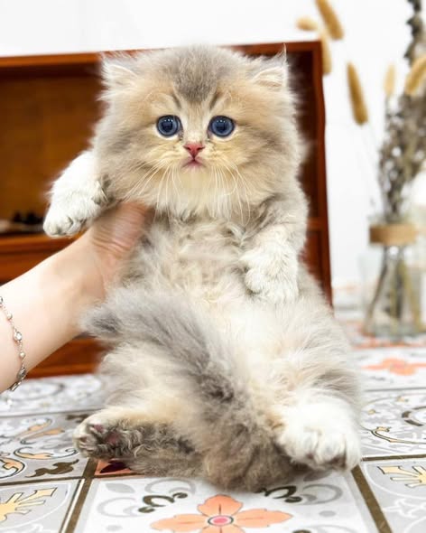 Munchkin Longhair
