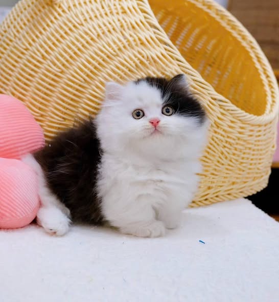Munchkin Longhair