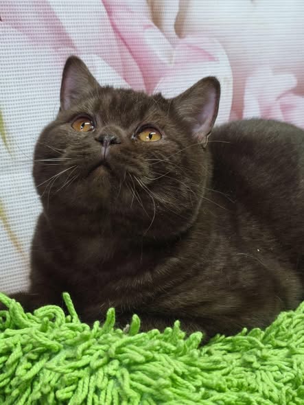 British Shorthair