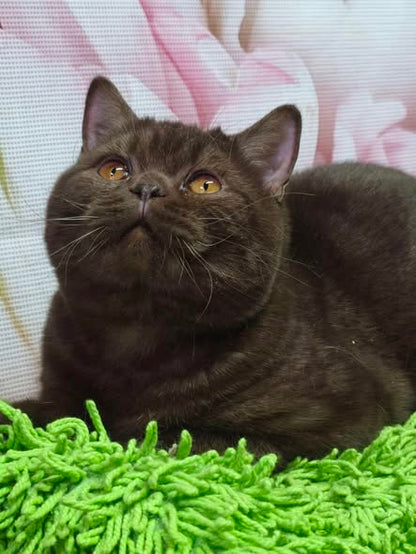 British Shorthair