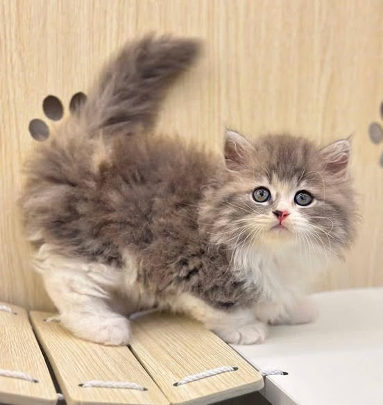 Munchkin Longhair