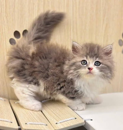 Munchkin Longhair