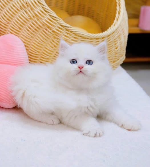 British Longhair
