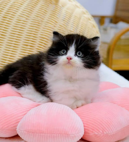 Munchkin Longhair