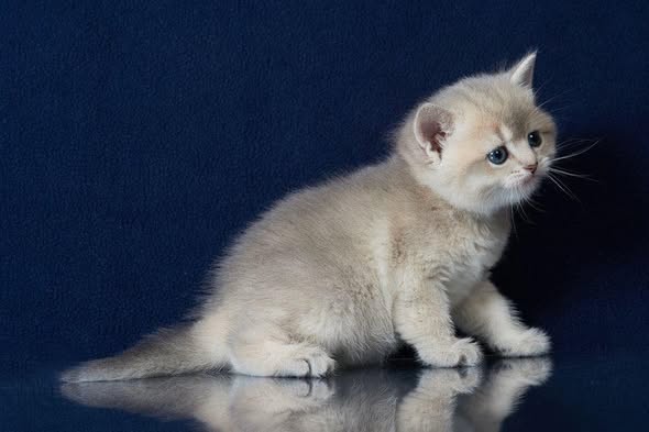 British Shorthair