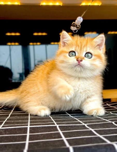 Munchkin