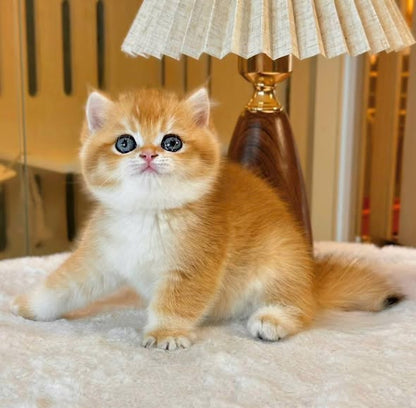 British Shorthair