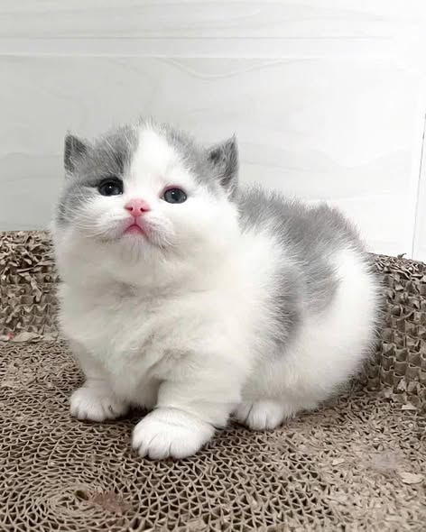 Munchkin