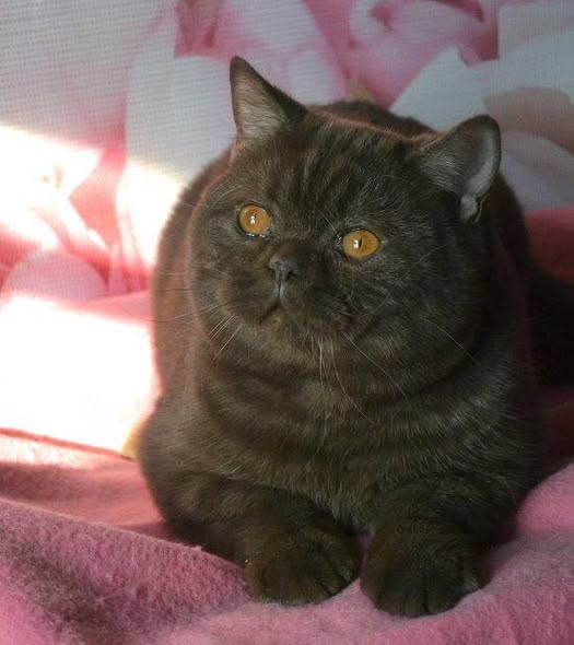 British Shorthair