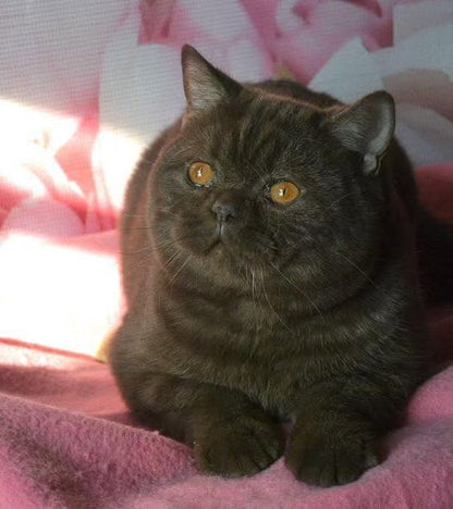 British Shorthair