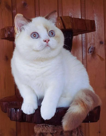 British Shorthair