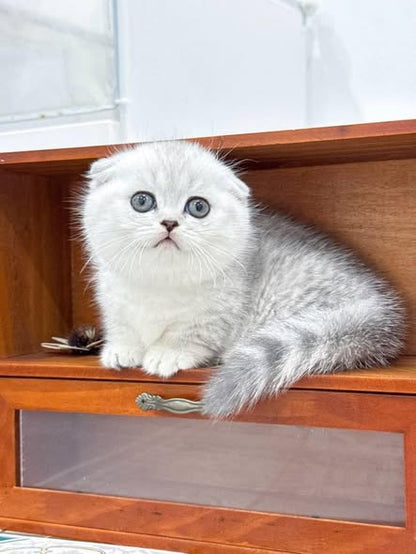 Munchkin Fold