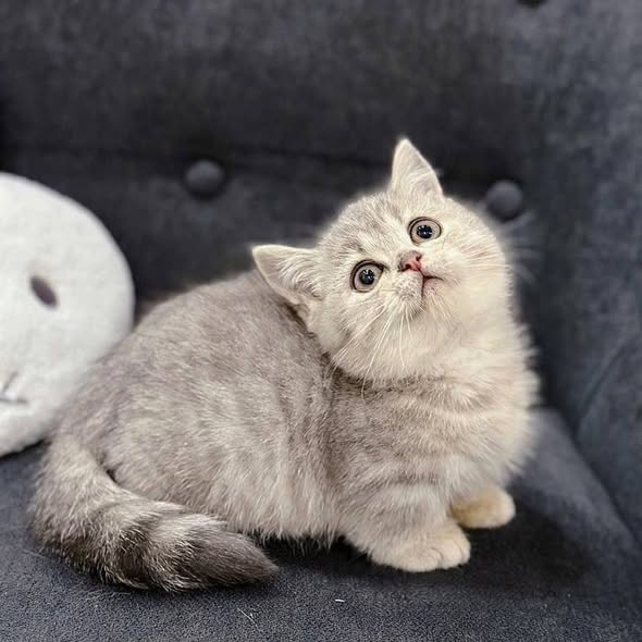 Munchkin