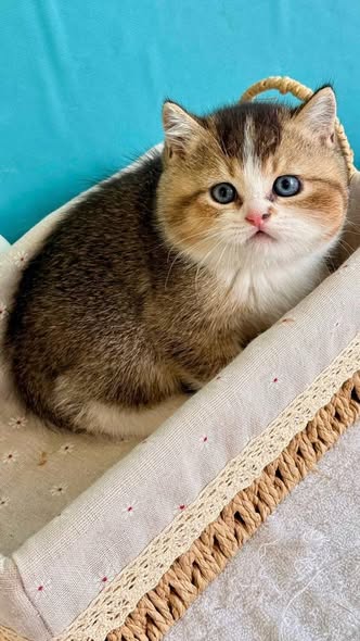 British Shorthair