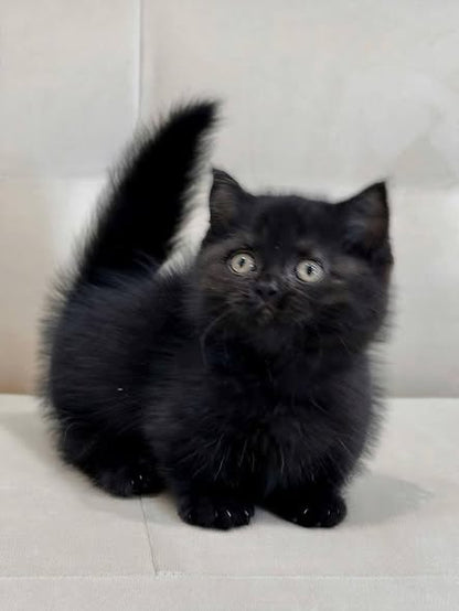 Munchkin