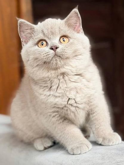 British Shorthair