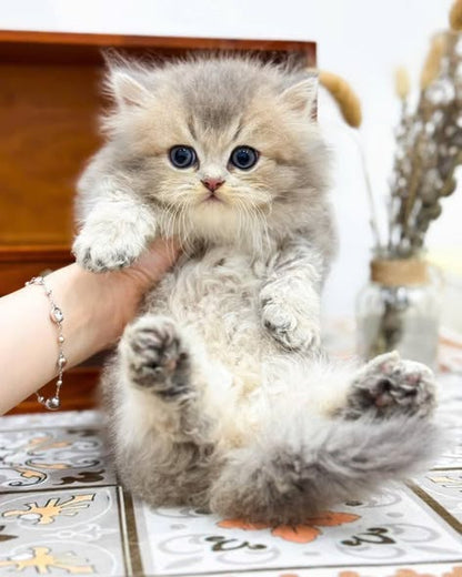 Munchkin Longhair
