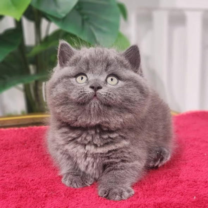 Munchkin