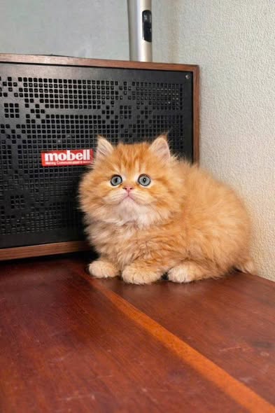 British Longhair