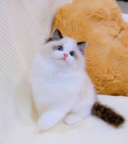 Ragdoll
